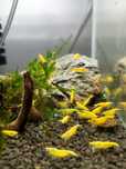 Krewetki Neocaridina Yellow