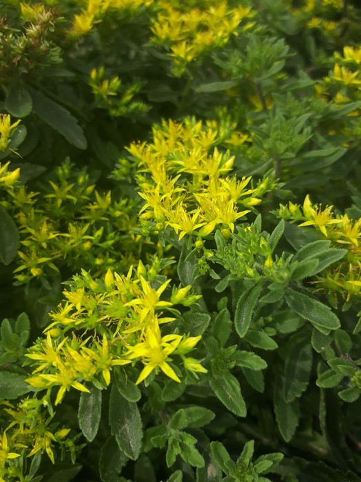 пропоную очитки та інші грунтопокривні рослини для камянистих садів