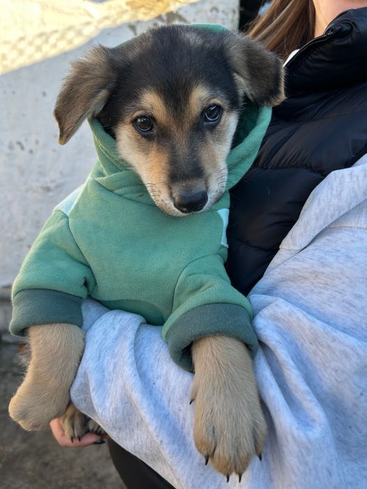 Щенята безкоштовно