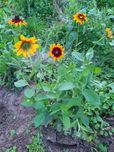 Rudbekia 4 duże sadzonki