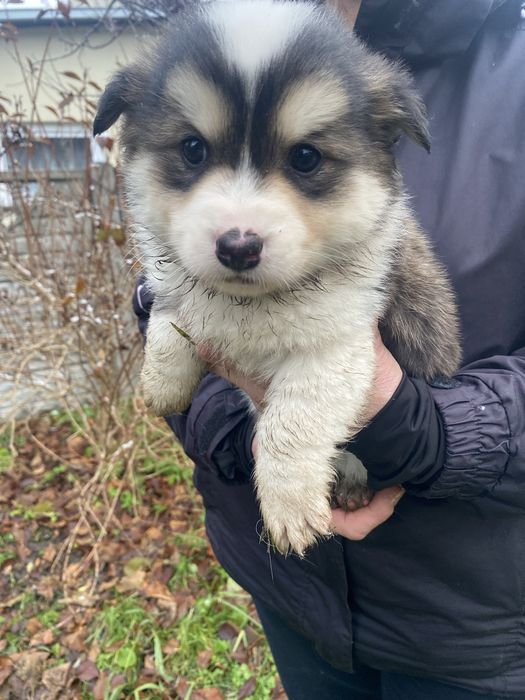 Szczeniaki szukaja domu