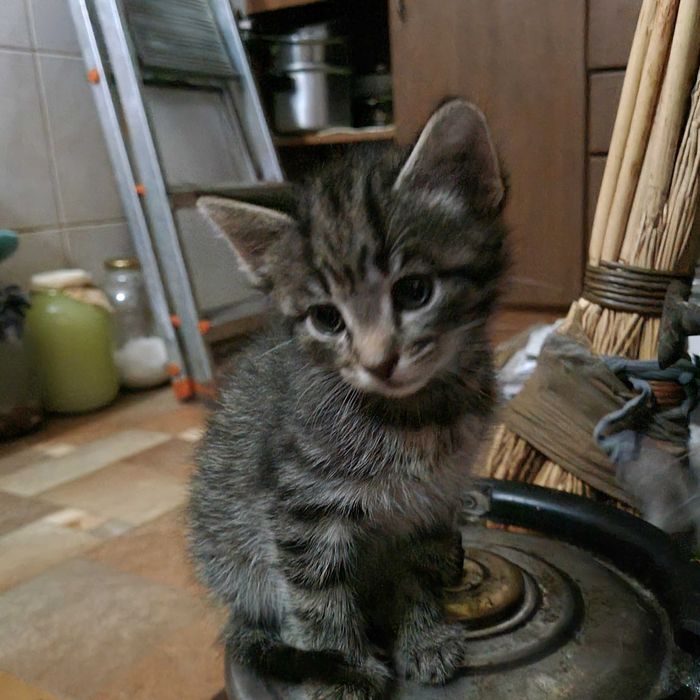 Віддам кошенят в добрі руки!