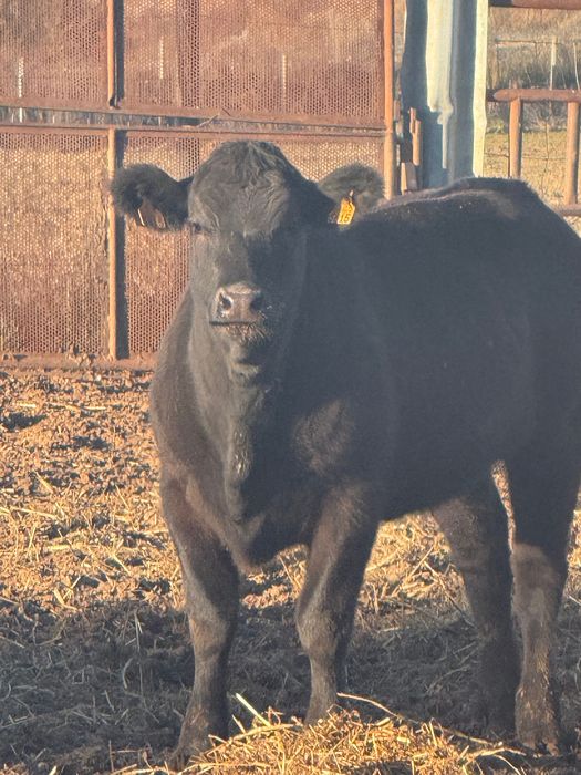 Venda bezerras angus