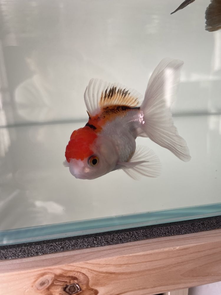 Oranda Cabeça de Leão Tricolor 7-8cm Grade A