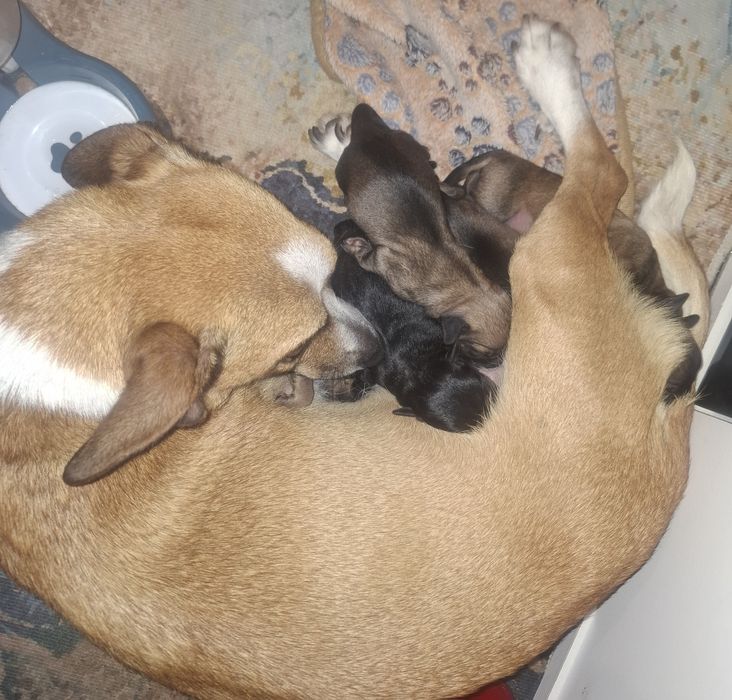 Pieski do adopcji! Oddam pieski szczeniaki za ok. 6-8 tyg.