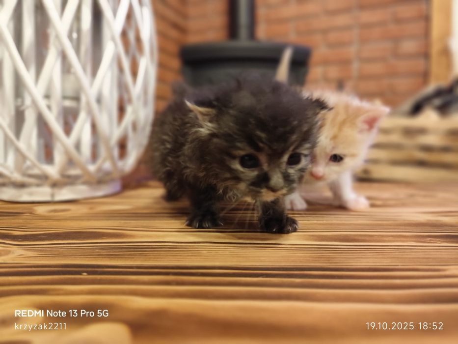 Dwa maluszki szukają wspólnego domku