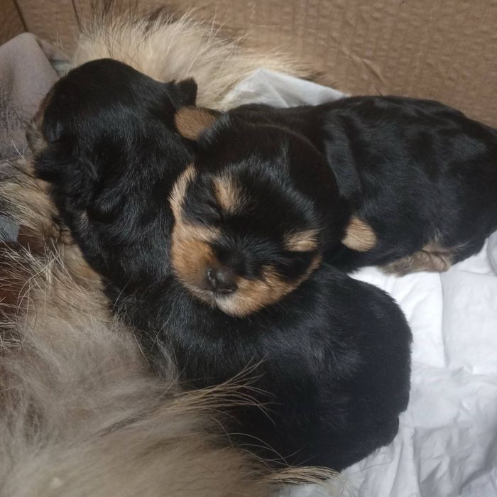 Щенки йоркширського тер'єра, Запоріжжя!