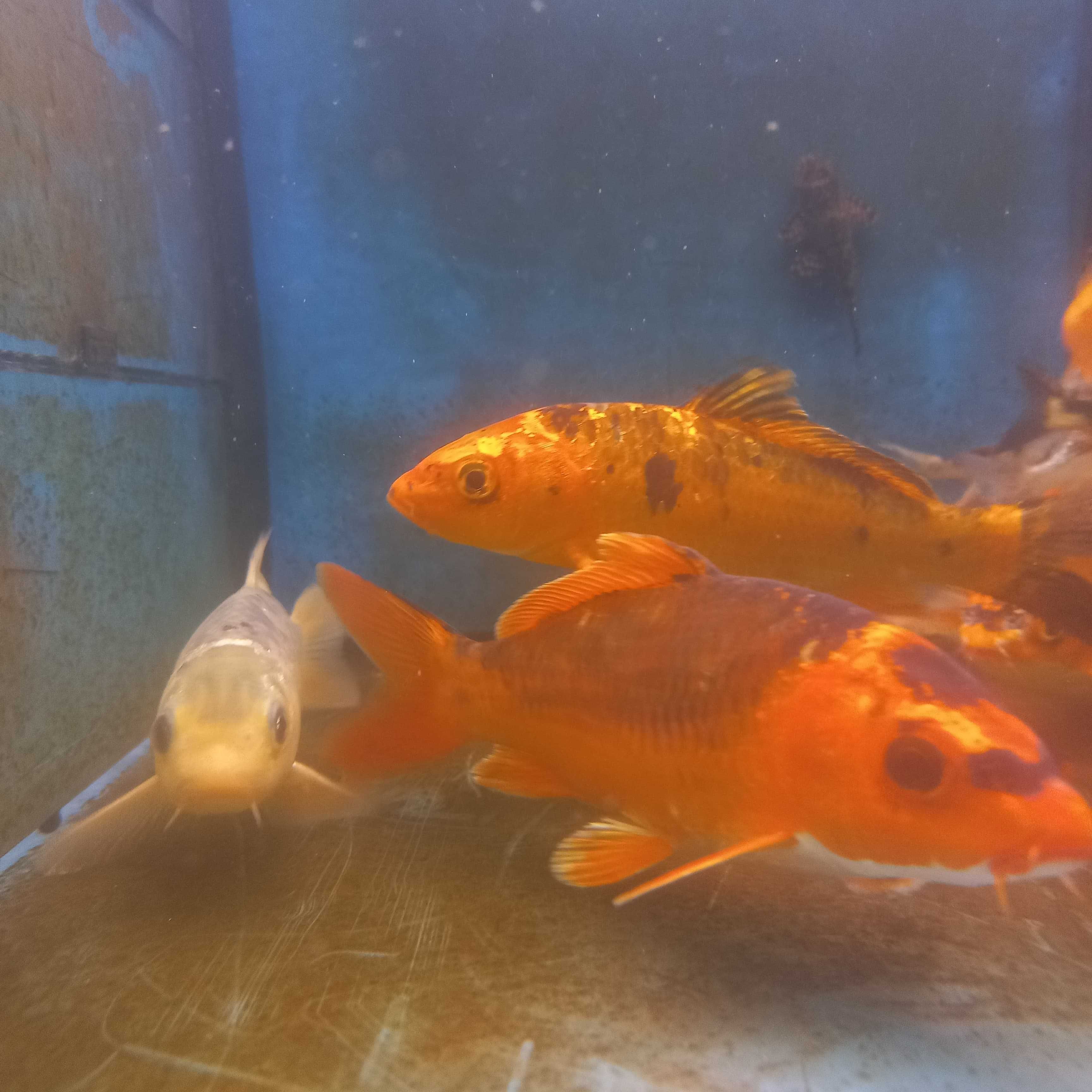 Carpa koi 10-13cm