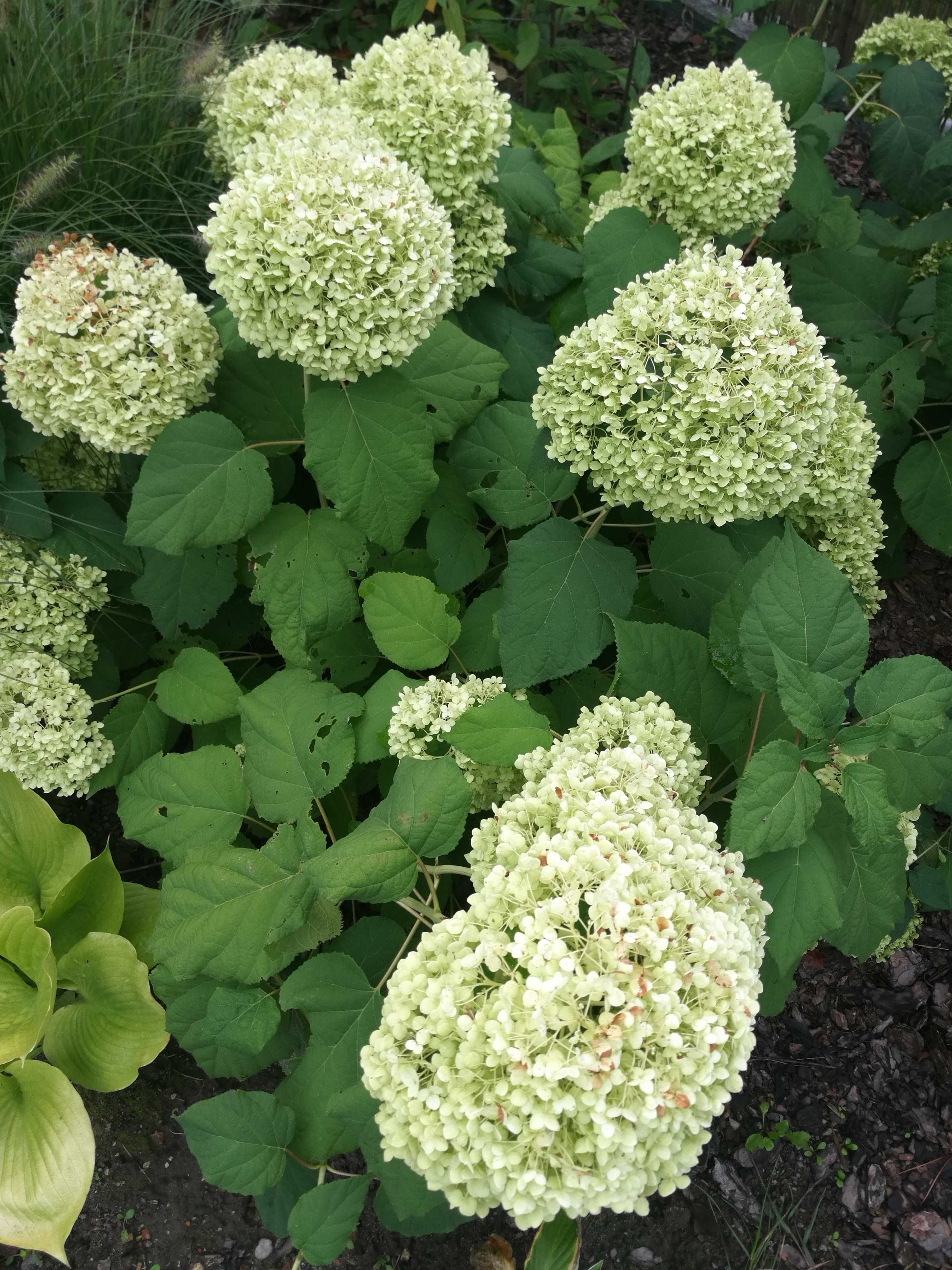 Turzyca funkia barwinek imperata hortensja 'Annabelle' jeżówka fiołek
