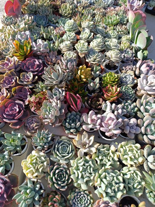 Suculentas mini para venda