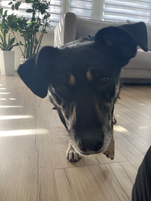 Spokojny pieszczoch do adopcji