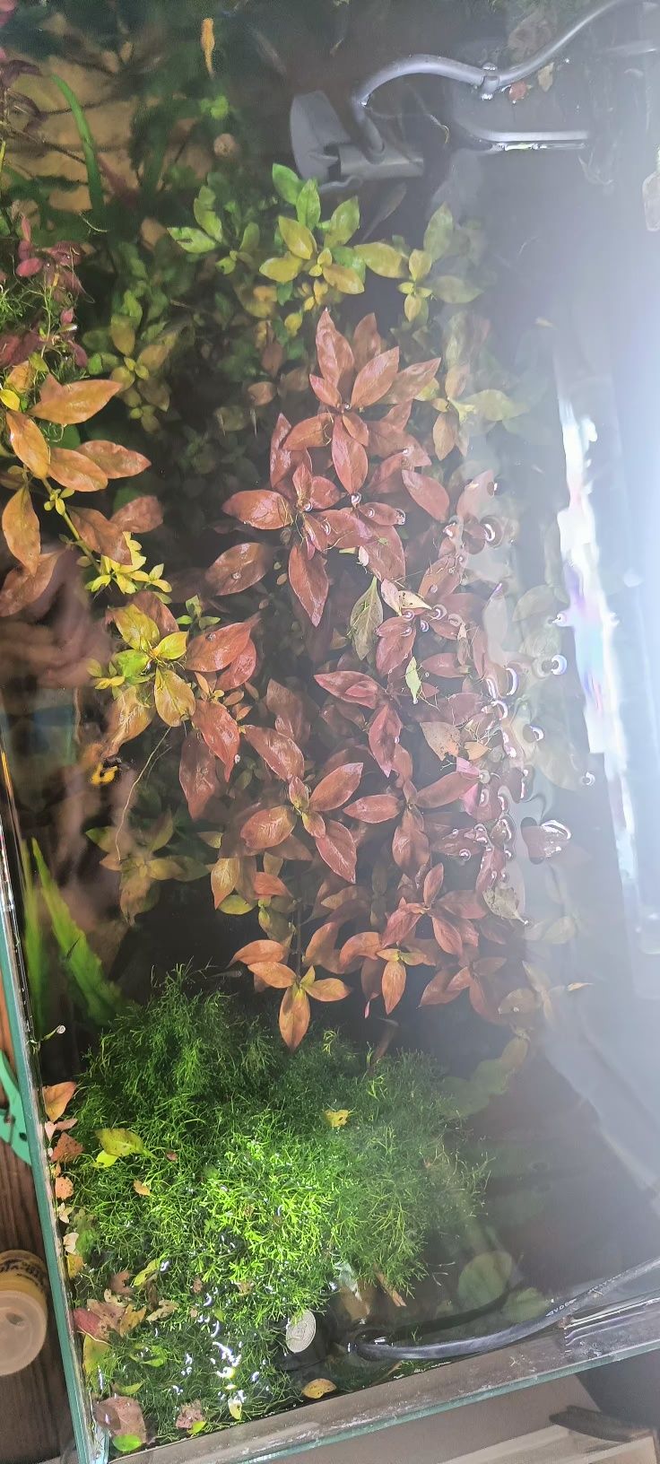 Sprzedam ludwigie Red rubin