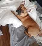 Buldog francuski roczny