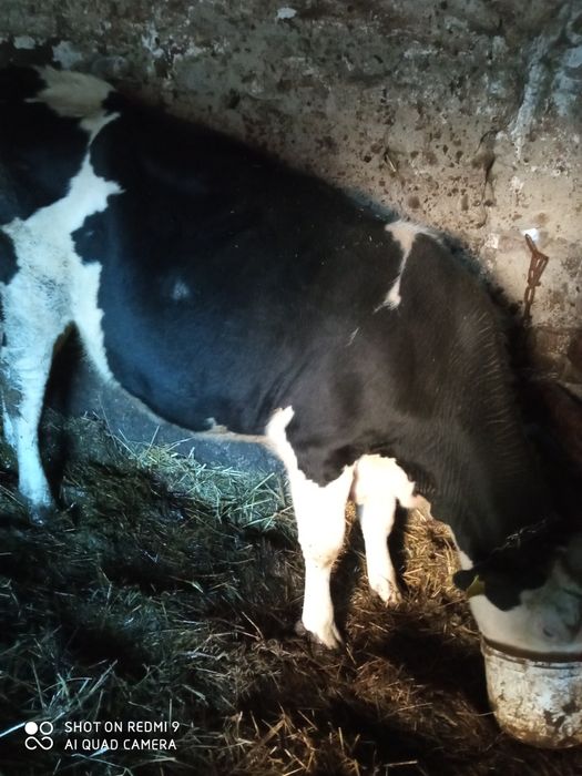 Jałówka wysokocielna