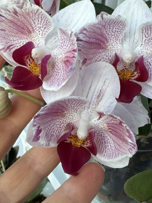 Продам домашні орхідеі