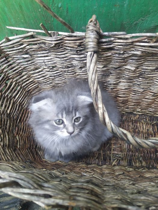 Продам шотландське висловухе кошеня