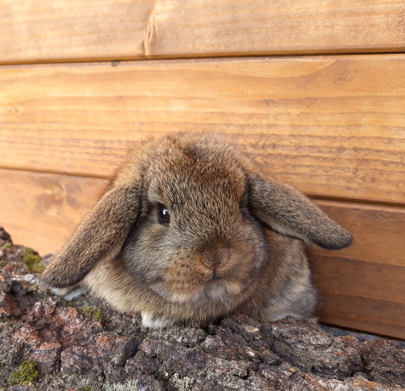 Królik karzełek baranek mini lop szary