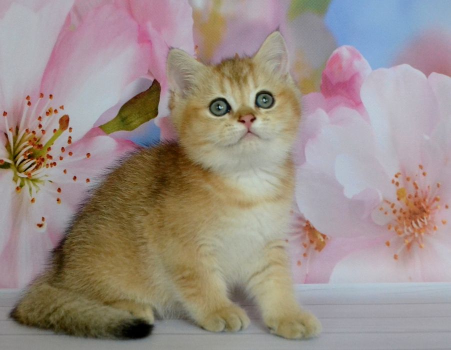 Британские ny 11 золотистые шиншиллы