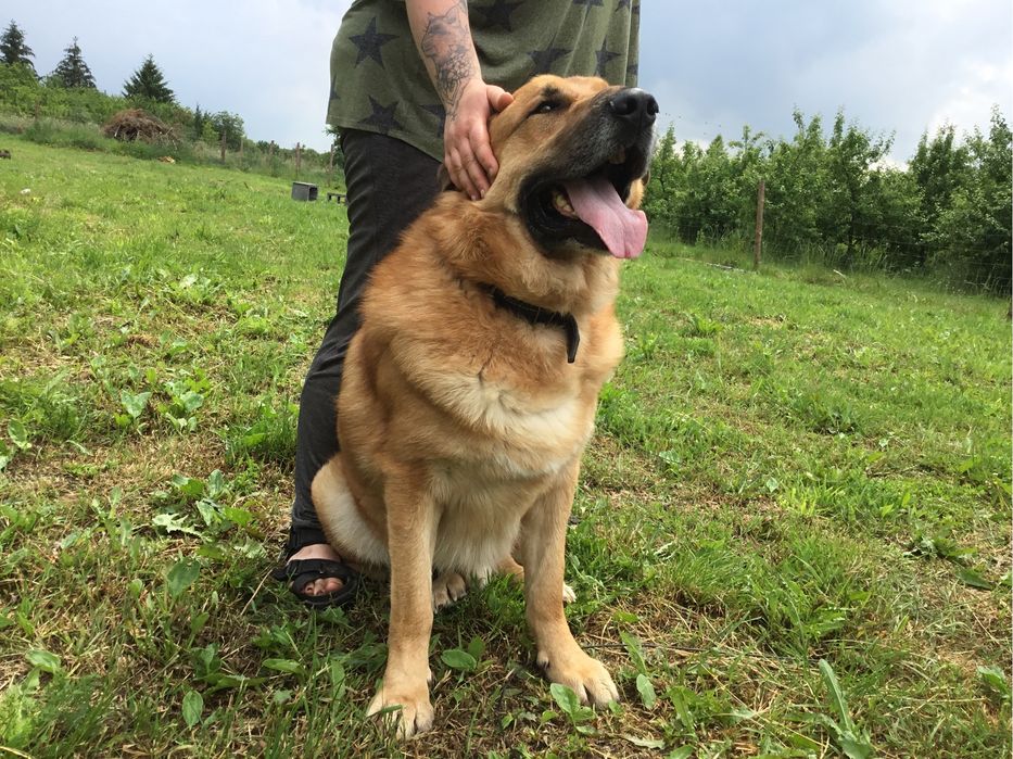 Rufi - 50-kilogramowy wspaniały pies do adopcji
