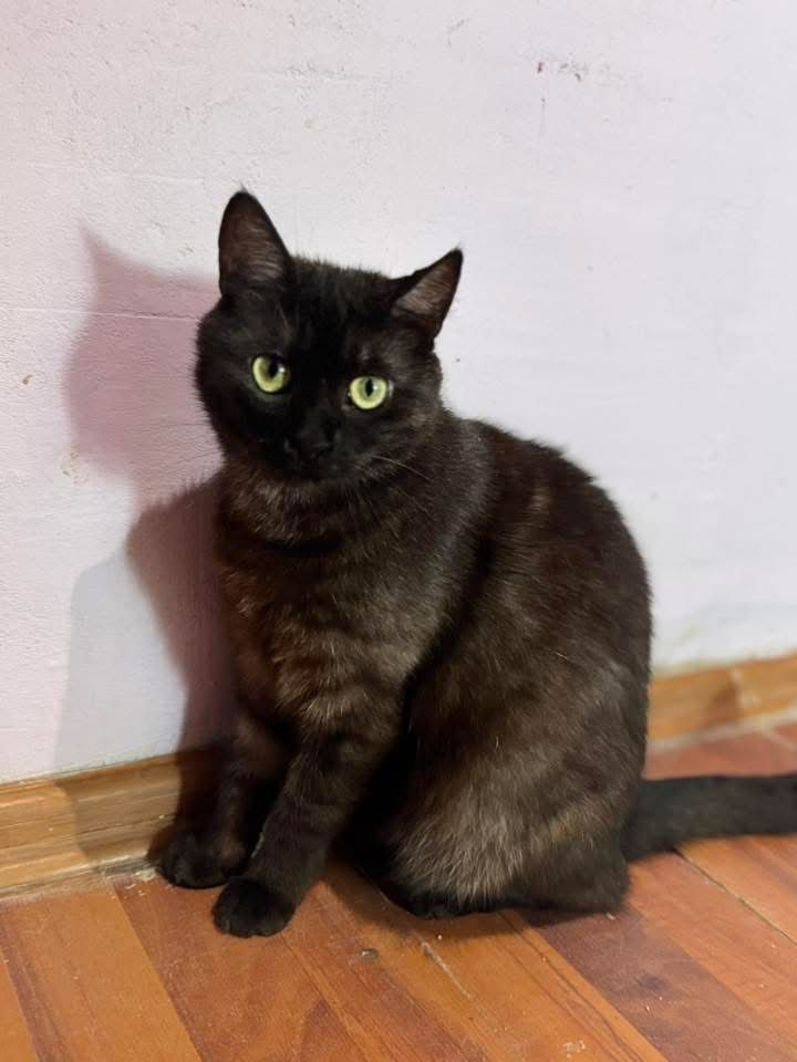 Marta do adopcji szuka domu
