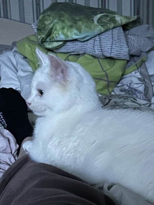 Глухе кошеня 7 місяців