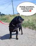Alarm!! Aria ok 2/3 let.sunia w typ.posokowca Dom.Tymcz