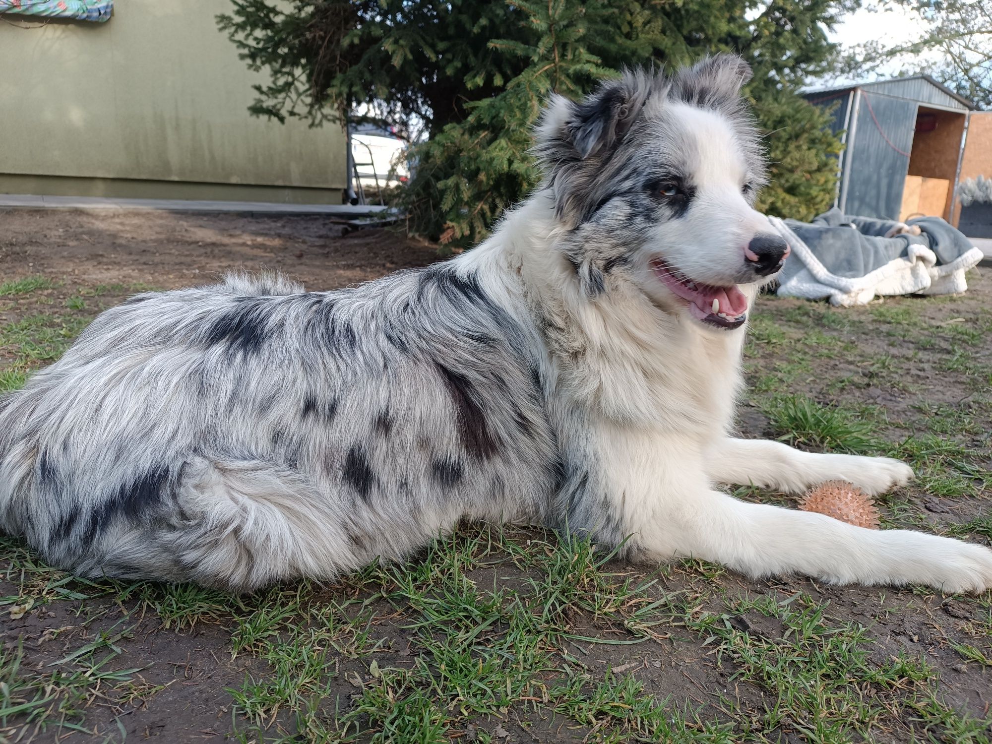 Border Collie Czekoladowa Samiec