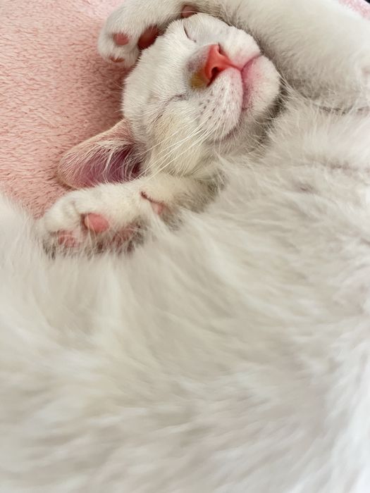 Gatinho bebé com dois meses desparasitado