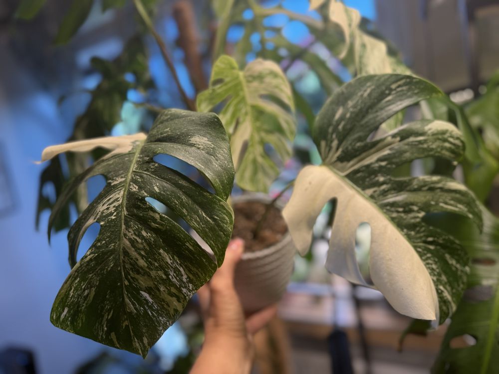 Monstera variegata 'Half Moon'