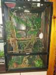 Terrarium dla kameleona