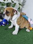 Buldog Angielski ZKwP FCI