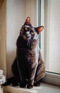 Розкішний і ніжний красень-кіт Лондон, 1 р кастрований, котик кот