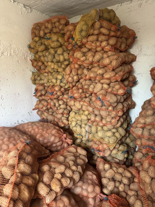 Ziemniak Denar worki 15kg