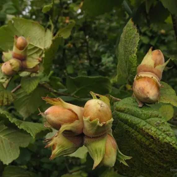 Саженцы Фундука. Лісовий горіх. Фундук Трапезунд