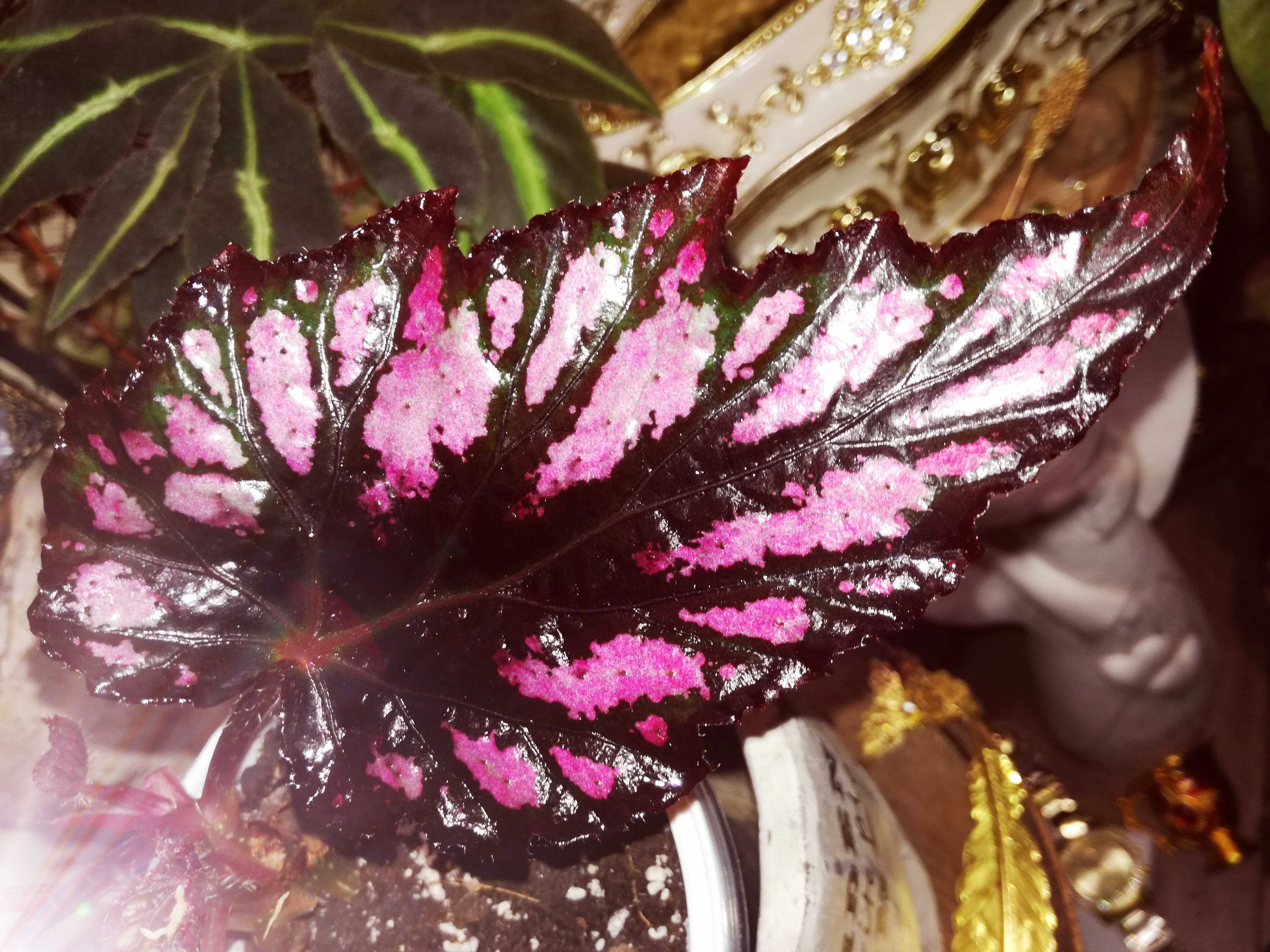 Begonia sp. NOID pink violet black gwiezdna UFO monstera philodendron