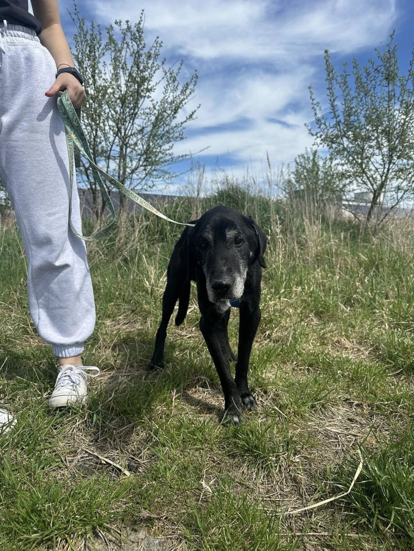 Wychudzony prawie labrador pilnie potrzebuje domu