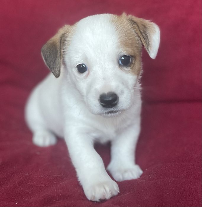 Цуценя Джек рассел терʼєр. Дівчинка