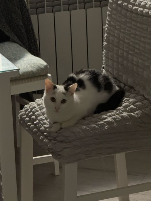 Самый сладкий Бубличек ищет семью!