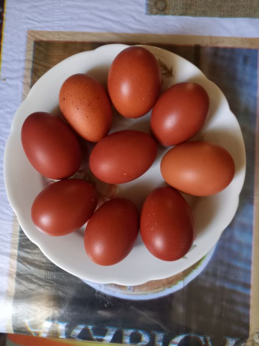 Яйця чорно медний маран