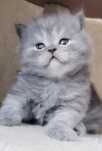 Macho British Longhair blue