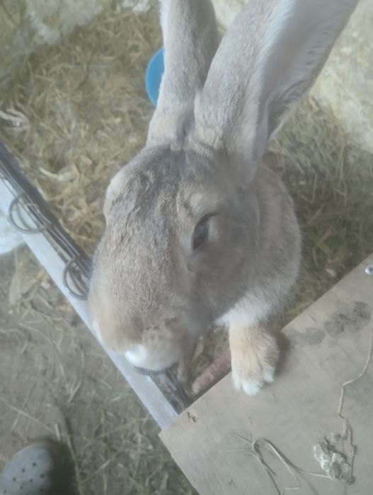 Продам Кролики кролi