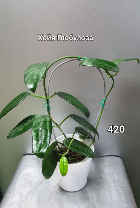 Хойя Куртісі/Глобулоза