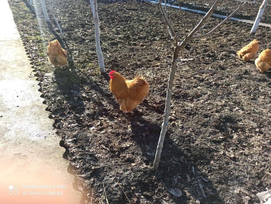 Продам півня породи ОРПІНГТОН