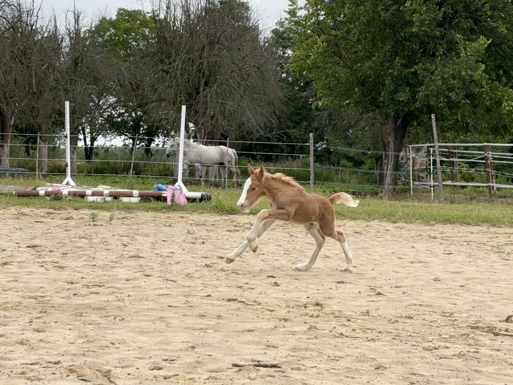Ogierek Irish/Gypsy Cob do rezerwacji