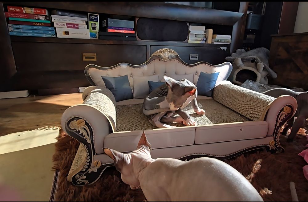 Kot sfinks piękny kocurek sphynx