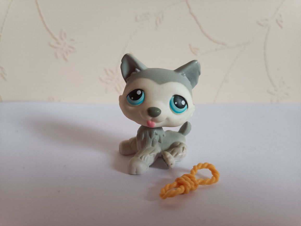 Figurka LPS PIES HUSKY # 70 littlest pet shop UNIKAT