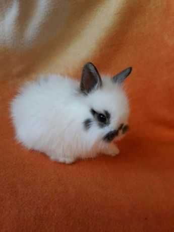 Морская Свинка. и Декоративные Малыши - Мини. и Клетки.