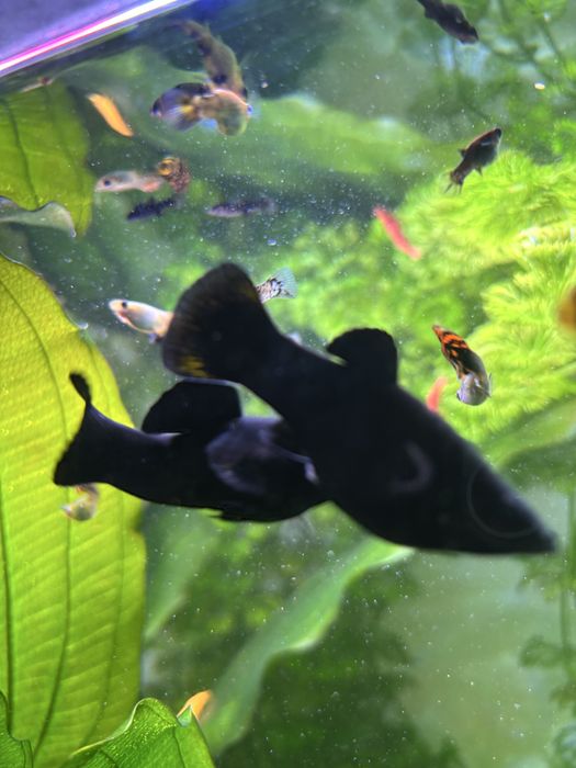 Młode Molinezje Narybek