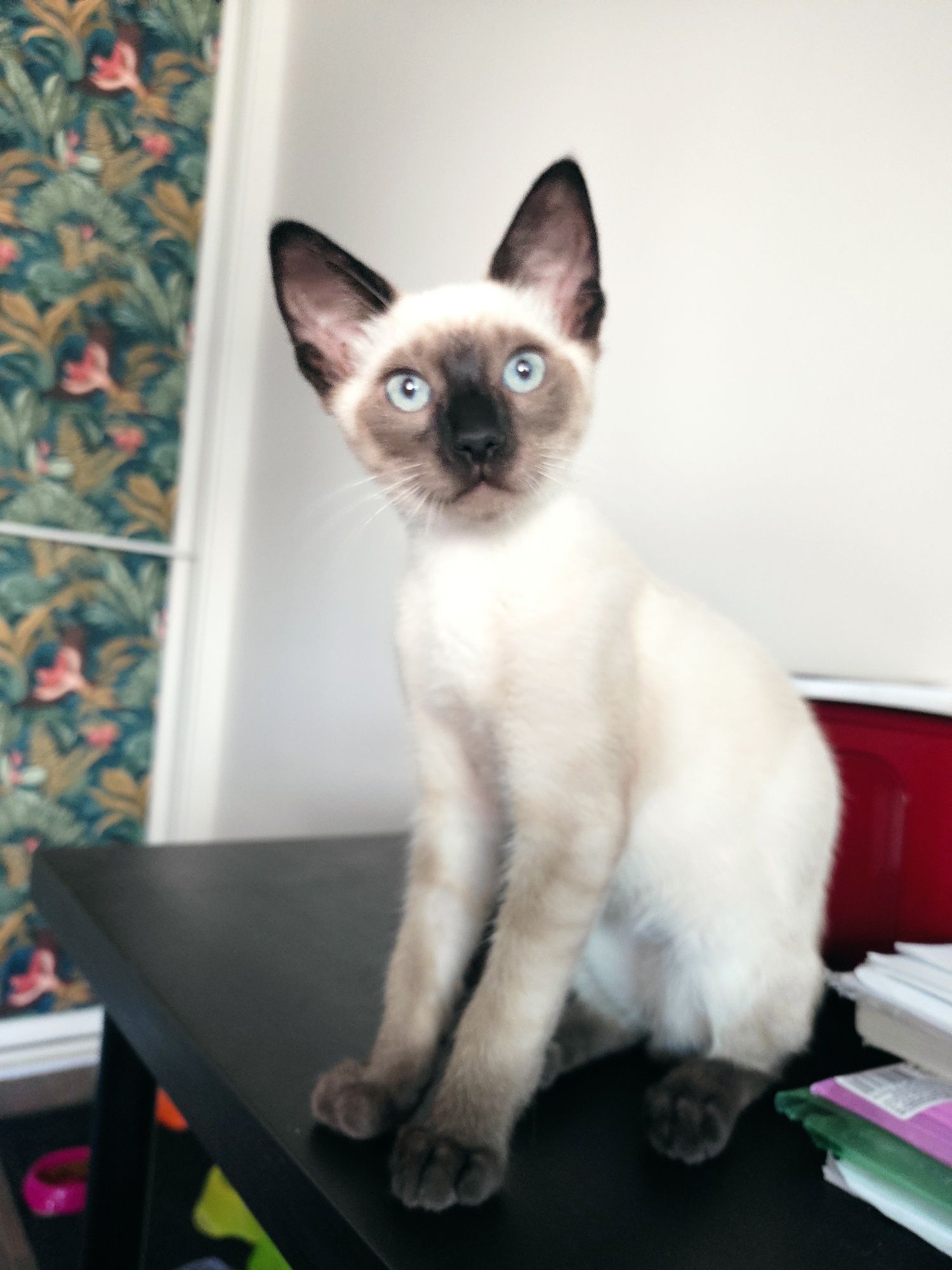 Adoção Gatinhos Bebés (todos machos),