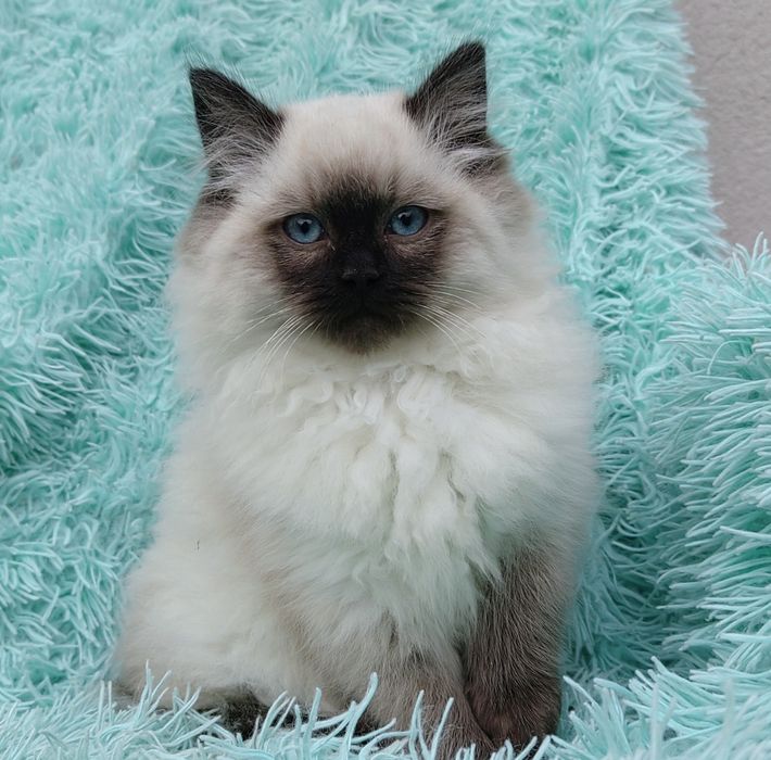 Koteczka Ragdoll   .